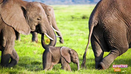 ¡Los Nadurines celebran el Día Internacional del Elefante!