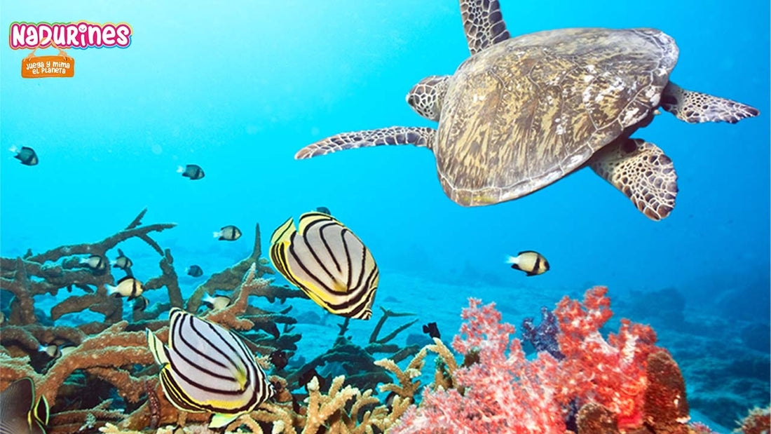 Los Nadurines se van de viaje en tortugas marinas