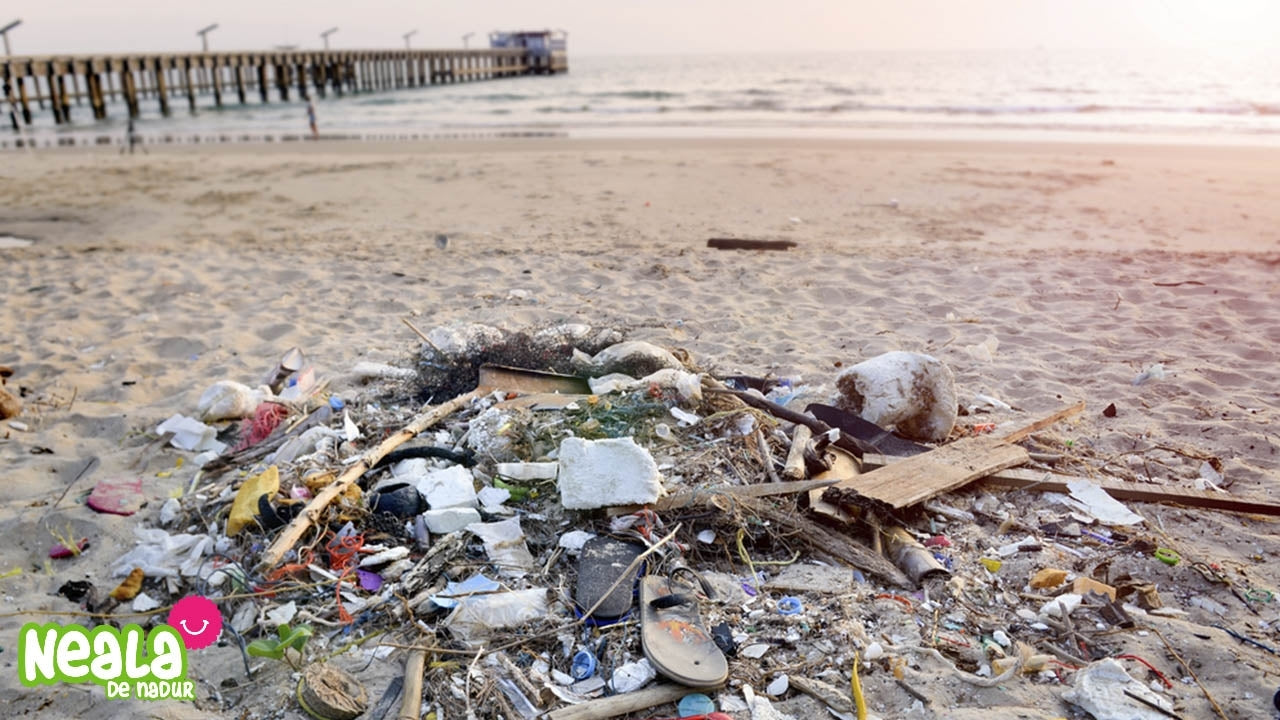 Neala y Darwin ayudan a limpiar las playas de plásticos