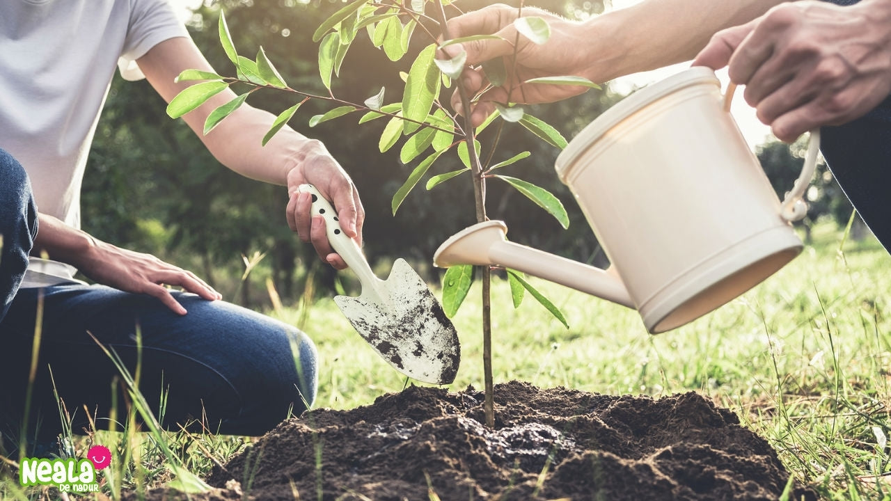 ¿Sabías que sin las plantas la vida en la tierra no sería posible?