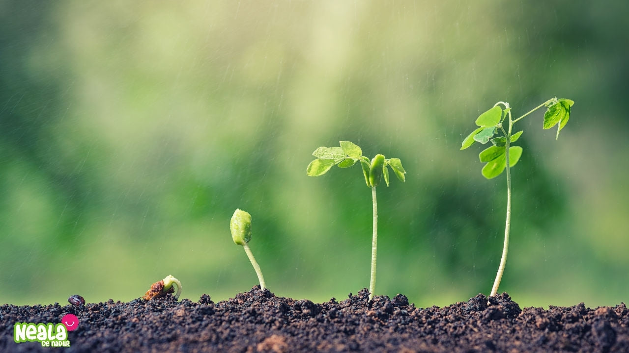 Tu poder puede ser superior al poder de las plantas