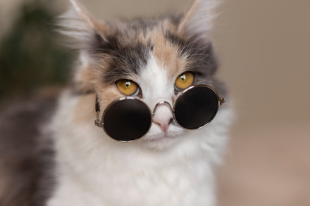 gatito con gafas Error
